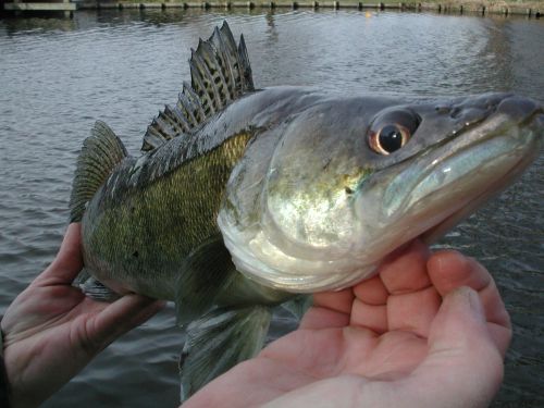 vissen visacte hengel hegelsport werphengel vistips visblad wedstrijd viswinkel viswinkels vissen visreizen beet hengelsport winkels vismaterialen zeevissen witvissen karpervissen onlineshop karpersites viswedstrijden karper witvis snoek snoeken snoekbaars baars