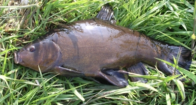 vissen visacte hengel hegelsport werphengel vistips visblad wedstrijd viswinkel viswinkels vissen visreizen beet hengelsport winkels vismaterialen zeevissen witvissen karpervissen onlineshop karpersites viswedstrijden karper witvis snoek snoeken snoekbaars baars